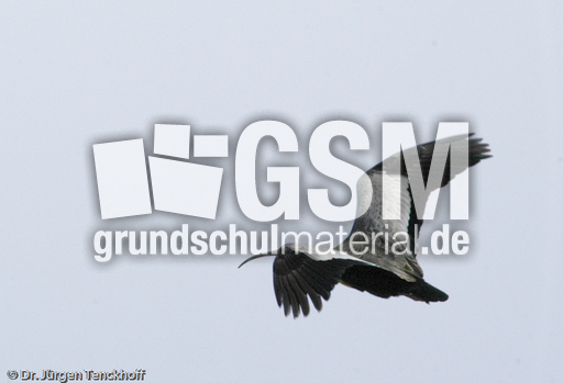 Schwarzzügelibis (8 von 15).jpg